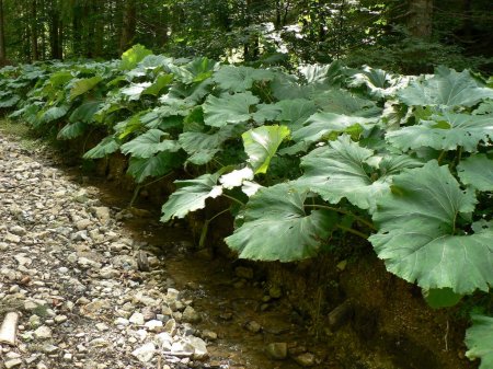 Vodeni tokovi_2008_005
